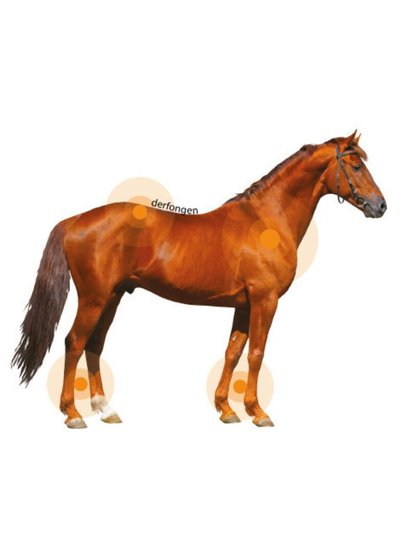 Loción Animaderm “Derfongen” Humedad